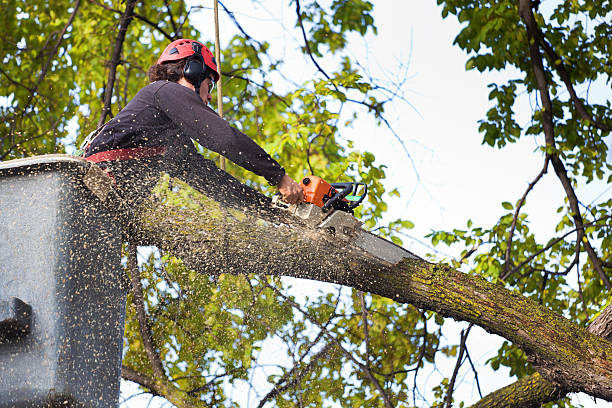 Reliable New Madrid, MO Tree Service Solutions